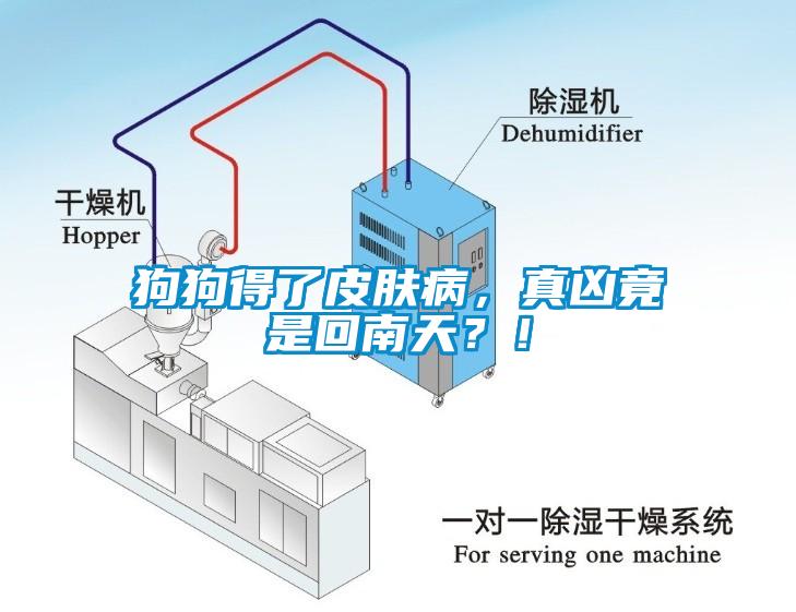 狗狗得了皮膚病，真兇竟是回南天？！